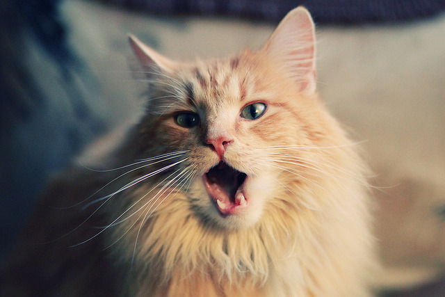 开云体育app-戈贝尔一肘改变季后赛走向？森林狼内线巨塔在赞美与争议的风暴眼